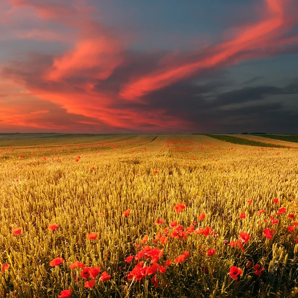 Пшеничное поле и маки на закате — стоковое фото