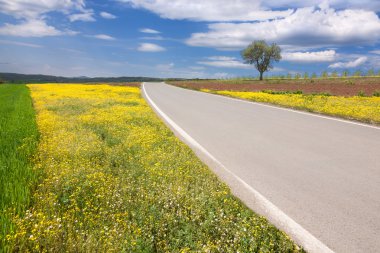 pastoral alan bir boş asfalt yolda sürüş