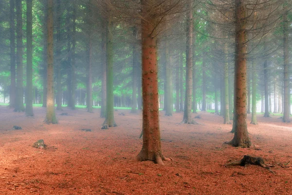 Tannenwald am frischen nebligen Morgen — Stockfoto