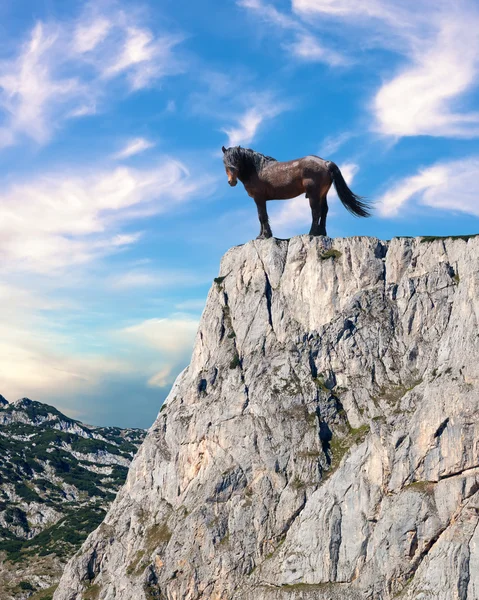 Proud stallion standing on top of a cliff — Stock Photo, Image