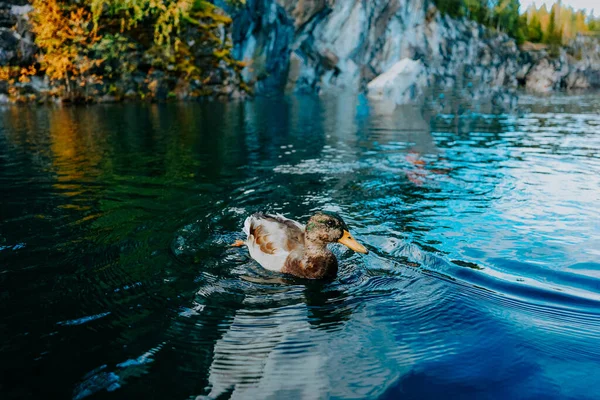 Anka Fågel Vilda Natur — Stockfoto