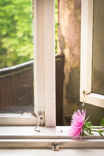 Blomma på fönsterbrädan — Stockfoto