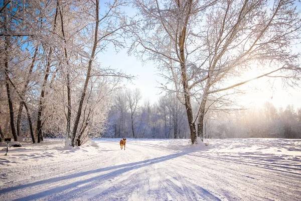 Gyönyörű téli táj, fehér fák és a kutya — Stock Fotó
