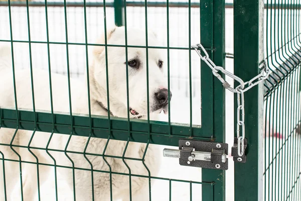 Young dog behind metal fence. — Stock Photo, Image