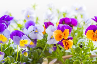 Colorful pansies clipart