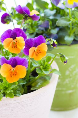 renkli Hercai Menekşe