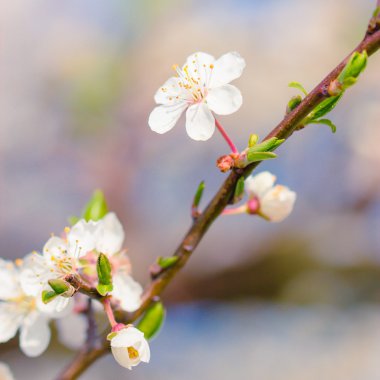 Beyaz çiçekler ve arılar