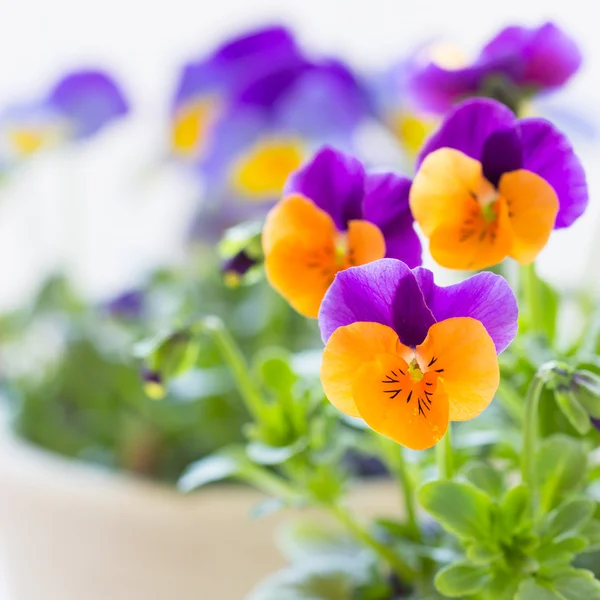 Bunte Stiefmütterchen — Stockfoto