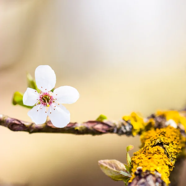 White flowers and bees — Stock Photo, Image