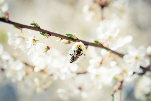 Fleurs blanches et abeilles — Photo