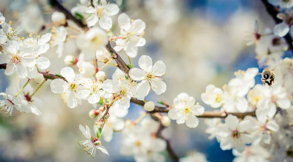 White flowers and bees — Stock Photo, Image