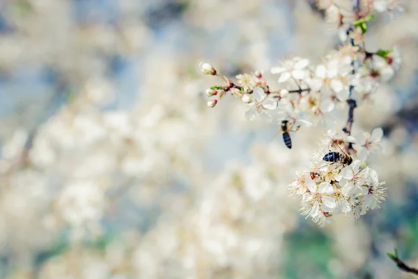 White flowers and bees — Stock Photo, Image