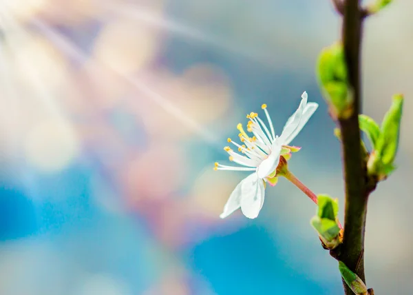 White flowers and bees — Stock Photo, Image