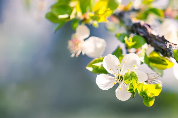 White flowers and bees — Stock Photo, Image