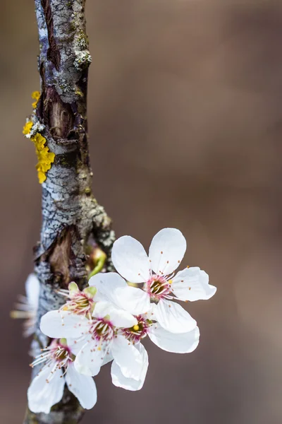 White flowers and bees — Stock Photo, Image