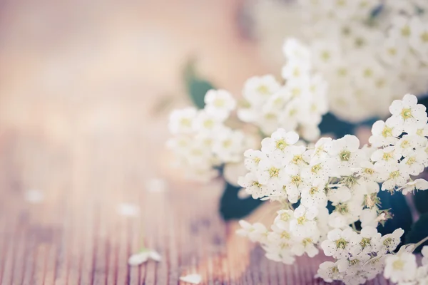 Blommig bakgrund — Stockfoto