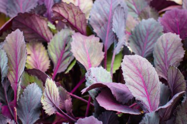 Leaves of red cabbage seedlings clipart