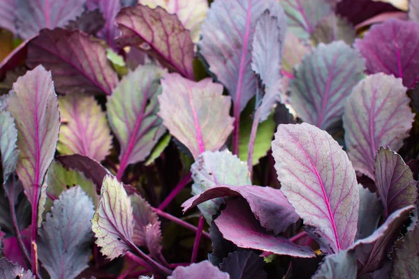 Leaves of red cabbage seedlings — Stock Photo, Image