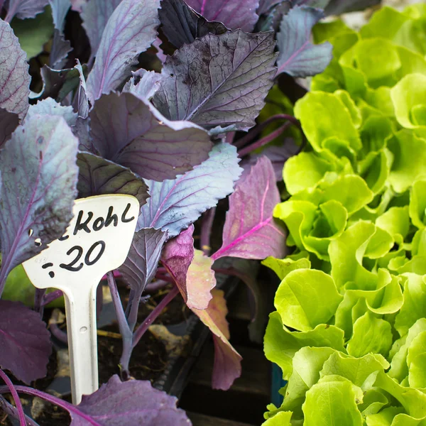 Cabbage seedlings in market — Stock Photo, Image