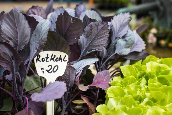 Cabbage seedlings in market — Stock Photo, Image