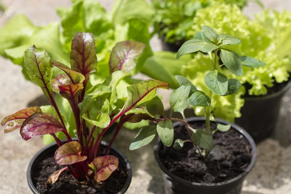 Vegetable seedlings — Stock Photo, Image