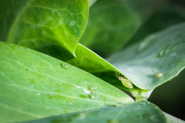 Aphids on pea leaves — Stock Photo, Image