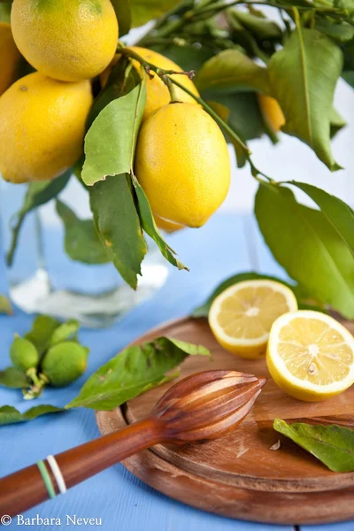 Tee with fresh lemons — Stock Photo, Image