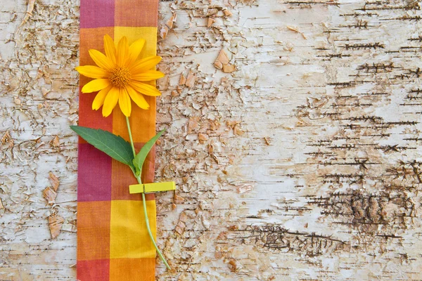 Background made from birchwood with a yellow flower — Stock Photo, Image