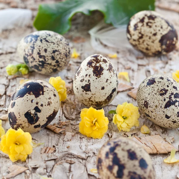 Ovos de codorniz e pequenas flores — Fotografia de Stock