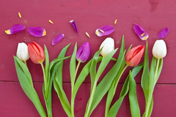 Bunte Tulpen zu Ostern — Stockfoto