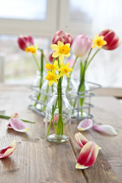 Verse narcissus in kleine fles — Stockfoto