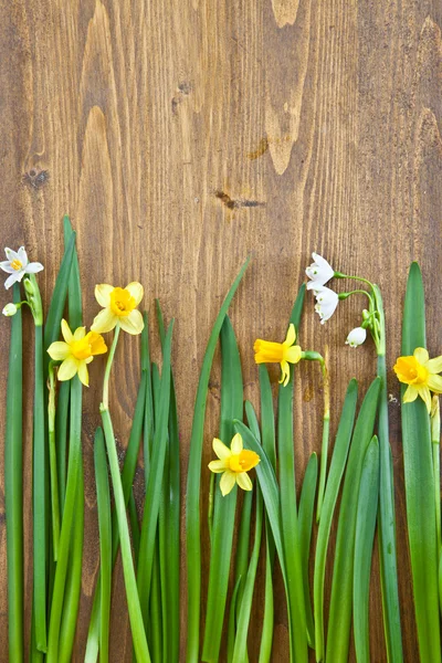 Bakgrund med vårblommor — Stockfoto