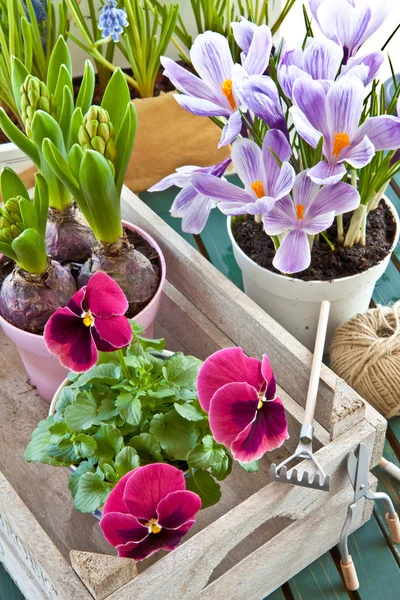 Vari fiori di primavera in vaso — Foto Stock
