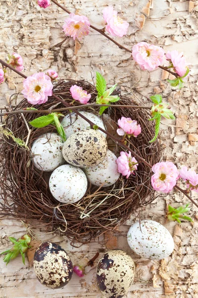 Lite påsk boet med vaktelägg — Stockfoto