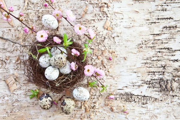 Kleines Osternest mit Wachteleiern — Stockfoto