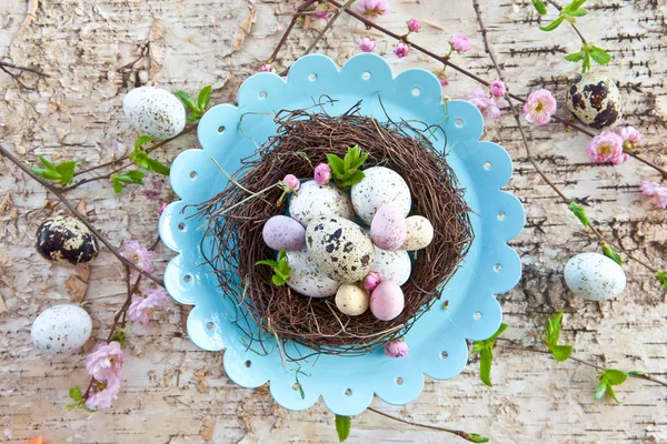 Pequeño nido de Pascua con huevos de codorniz —  Fotos de Stock