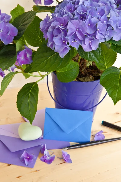 Blue hydrangea in vintage pot — Stock Photo, Image