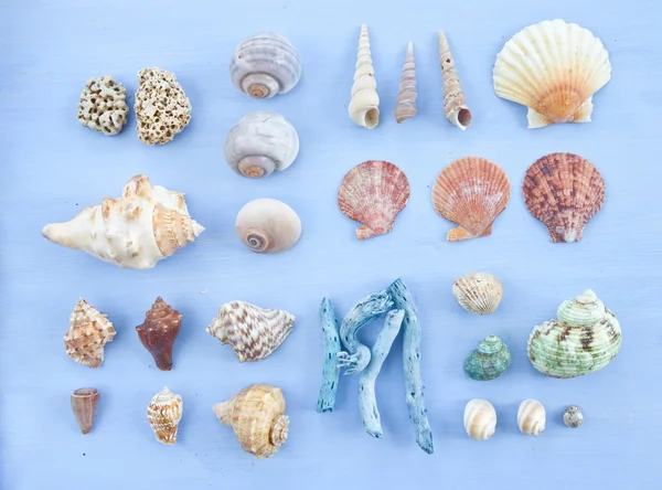 Verscheidenheid van zeeschelpen — Stockfoto