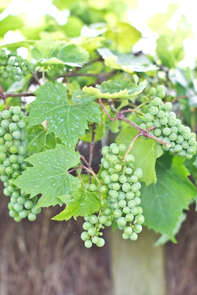 緑のワイン葡萄 — ストック写真