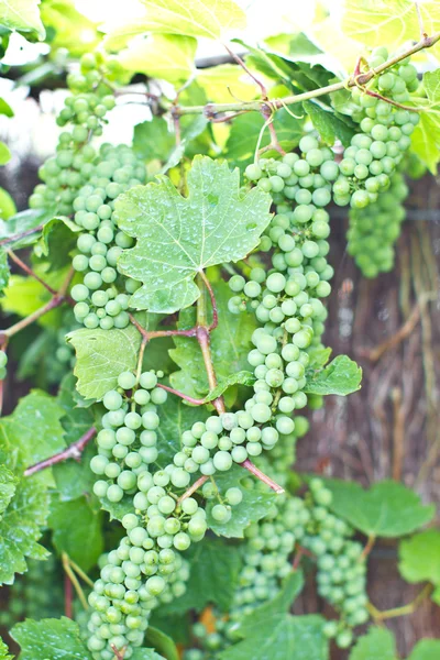녹색 와인 포도 — 스톡 사진