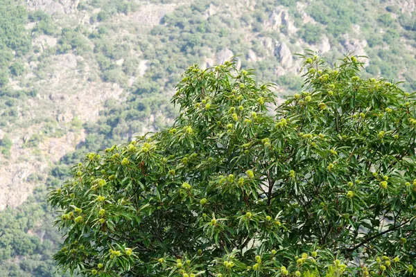 Kasztanowe drzewo w Ribera Sacra w Galicji. Hiszpania — Zdjęcie stockowe