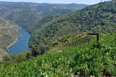 Ribeira Sacra 'daki üzüm bağlarının arkasında Sil nehri var..