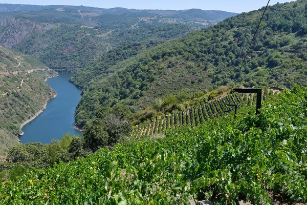 Vinodlingar i Ribeira Sacra med Sil floden i bakgrunden. — Stockfoto