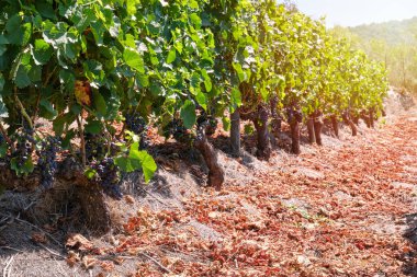 Kırmızı üzümlü Ribeira Sacra üzüm bağı. Sil Kanyonu. Galiçya