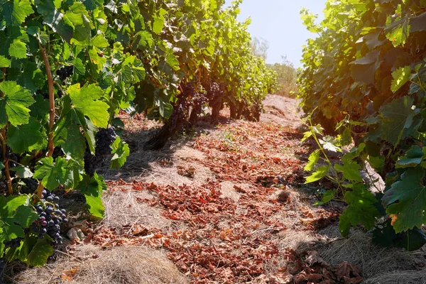 Kırmızı üzümlü Ribeira Sacra üzüm bağı. Sil Kanyonu.