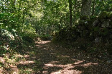 Ribera Sacra, Galiçya 'daki orman yolu..
