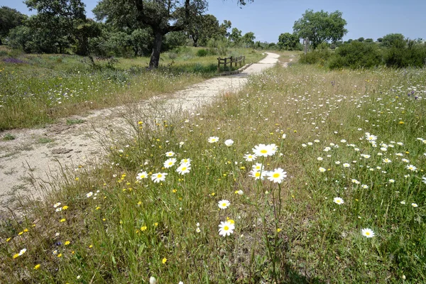 Margaridas Brancas Crescendo Prado Perto Caminho Campo Dia Ensolarado Verão — Fotografia de Stock