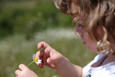 Sevgi oynarken papatya yapraklarını koparan sevimli çocuk beni seviyor yaz günü tarlada oyun oynamıyor.