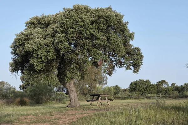 Mesa Piquenique Prado Com Carvalhos Parque Natural Cornalvo — Fotografia de Stock