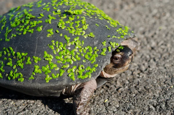 En sköldpadda på vägen — Stockfoto